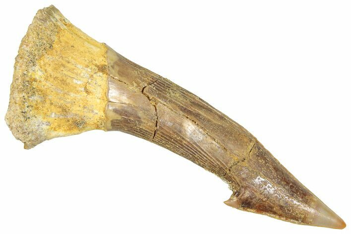 Fossil Sawfish (Onchopristis) Rostral Barb - Morocco #366705